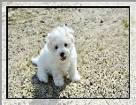 Szczeniak, Biały, Pies, Coton de Tulear